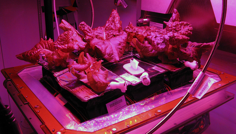 Illustration for article titled Astronautas de la ISS prueban la primera lechuga cultivada en el espacio